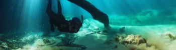 bonito